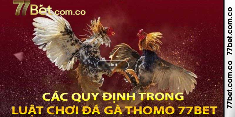 Các quy định trong luật chơi đá gà Thomo 77bet được nêu rõ ràng