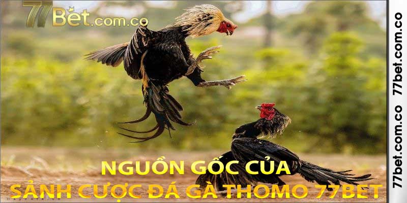 Nguồn gốc sự lôi cuốn của sảnh cược đá gà Thomo 77bet là gì?